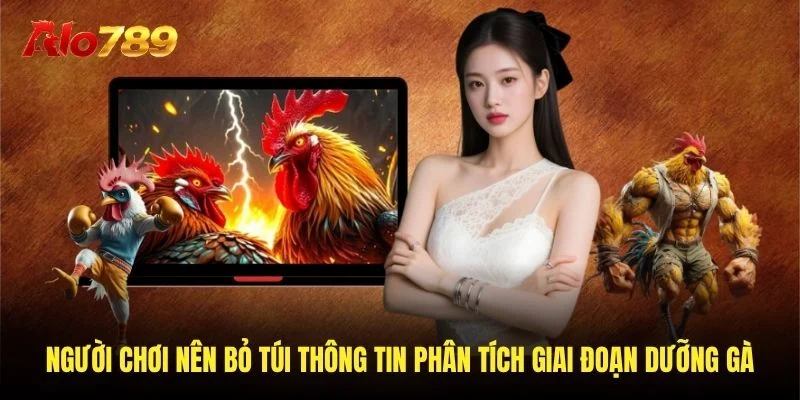 Người chơi nên bỏ túi thông tin phân tích giai đoạn dưỡng gà Người chơi nên bỏ túi thông tin phân tích giai đoạn dưỡng gà